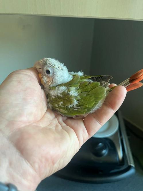 Jonge Handtamme Pyrrhura’s, Dieren en Toebehoren, Vogels | Parkieten en Papegaaien, Parkiet, Meerdere dieren, Tam, Geringd