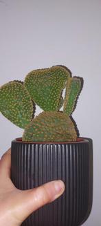 Cactus, Cactus, Minder dan 100 cm, Ophalen of Verzenden, Halfschaduw