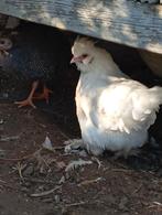 Kippen en hanen, Dieren en Toebehoren, Pluimvee