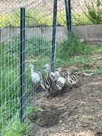 Nandoe kuikens hennen, Dieren en Toebehoren, Pluimvee, Vrouwelijk, Overige soorten