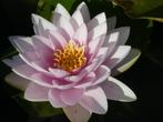 Waterlelie, Tuin en Terras, Ophalen, Zo goed als nieuw