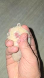 Gouden hamster, Dieren en Toebehoren, Hamster