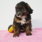 Tibetaanse Terriër X Poedel - Belgische pups te koop, Dieren en Toebehoren, CDV (hondenziekte), Meerdere, 8 tot 15 weken, Meerdere dieren