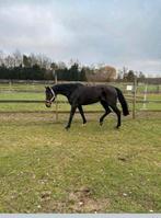 9 jarige fokmerrie te koop, Dieren en Toebehoren, Paarden en Pony's | Dekhengsten en Fokmerries, Merrie