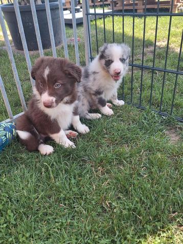 Border collie broertjes beschikbaar voor biedingen