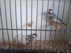 Rijstvogels tentoonstellingskwaliteit, Dieren en Toebehoren