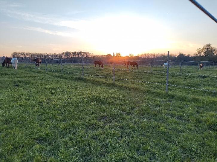 Pensionstalling met begeleiding, Dieren en Toebehoren, Stalling en Weidegang, Stalling, 4 paarden of pony's of meer