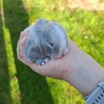 Minilop konijntjes, Dieren en Toebehoren, Konijnen, Meerdere dieren, Dwerg, Hangoor, 0 tot 2 jaar