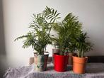 Kamerplant Chamaedorea Dwergpalm +- 40-55cm, Enlèvement
