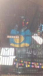 Koppeltje grasparkieten, Enlèvement