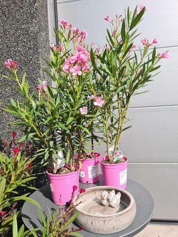 Nerium Oleander  beschikbaar voor biedingen