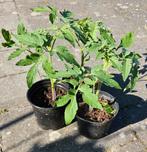 Tomatenplanten, Tuin en Terras, Planten | Tuinplanten, Ophalen