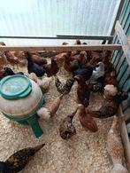 Zondag actie dag ALLE SIERKIPPEN 4+1 GRATIS 0499/08.23.81, Dieren en Toebehoren, Pluimvee, Vrouwelijk, Kip