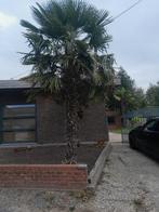 Palmboom - Trachycarpus Fortunei - Chinese waaierpalm, Tuin en Terras, Planten | Tuinplanten, Ophalen