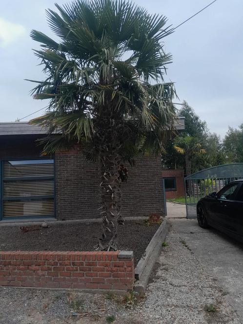 Palmboom - Trachycarpus Fortunei - Chinese waaierpalm, Tuin en Terras, Planten | Tuinplanten, Ophalen