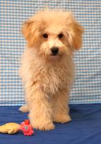 Super leuke Poedel pup!, Dieren en Toebehoren, Poedel, 15 weken tot 1 jaar, Reu, Buitenland