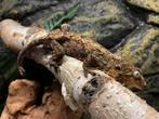 Chahoua man, Dieren en Toebehoren, Reptielen en Amfibieën, Overige soorten, Met terrarium, 3 tot 6 jaar