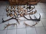 Bois de cerf et autre, Verzamelen, Dierenverzamelingen, Ophalen of Verzenden, Gebruikt, Hert