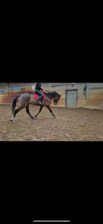 VANDAAG OP HALEN VOOR €4500 , spoed nieuwe plek gezocht!, B, Gechipt, Ruin, Dressuurpaard