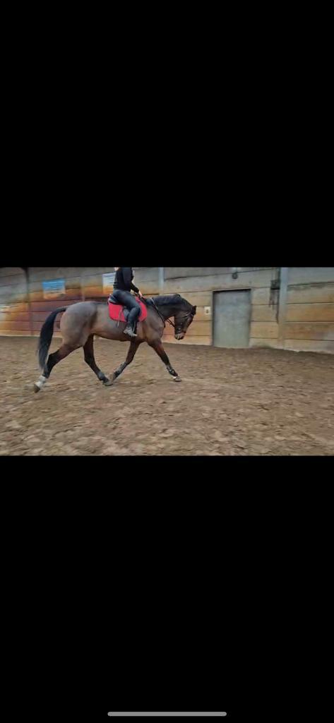 VANDAAG OP HALEN VOOR €4450, spoed nieuwe plek gezocht!, Dieren en Toebehoren, Paarden, Ruin, B, 3 tot 6 jaar, Dressuurpaard, Met stamboom