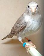 kleurkanarie, Animaux & Accessoires, Oiseaux | Canaris, Femelle, Canari de couleur