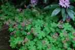 Geranium macrorrhizum (vaste plant)-bladhoudend, Tuin en Terras, Planten | Tuinplanten, Ophalen, Vaste plant