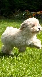 Chiots Maltipoo, 15 semaines à 1 an, Étranger, Parvovirose, Éleveur | Professionnel