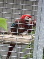 Kweekkoppel groenvleugel ara’s, Dieren en Toebehoren, Vogels | Parkieten en Papegaaien