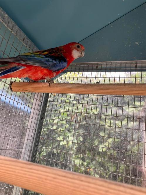 Prijsje: MOOIE ROZELLA  NU 75 EURO, Dieren en Toebehoren, Vogels | Parkieten en Papegaaien, Papegaai, Meerdere dieren