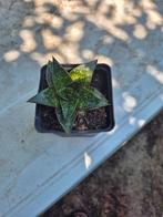 Vetplanten, Tuin en Terras, Planten | Tuinplanten, Ophalen