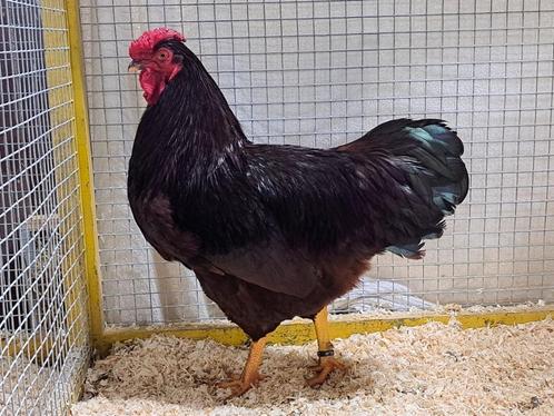 Rhode island red, Dieren en Toebehoren, Pluimvee, Kip, Meerdere dieren