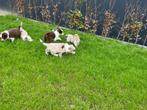 Prachtige border collie pups, Dieren en Toebehoren, CDV (hondenziekte), Meerdere, 8 tot 15 weken, Meerdere dieren