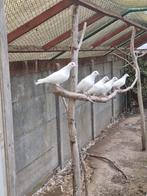 Witte reisduiven, Dieren en Toebehoren, Vogels | Overige Vogels