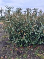 Prunus l. Rotundifolia 175/200 met kluit., Jardin & Terrasse, Plantes | Arbustes & Haies, Enlèvement ou Envoi