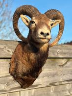 Taxidermie moeflon, Enlèvement