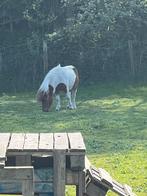 Shetlander in optie tot 3/5, Hengst