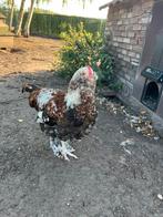 Duitse faverolle haantjes te koop., Dieren en Toebehoren, Pluimvee, Mannelijk, Kip