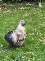 Zijdehoender haan, Dieren en Toebehoren, Pluimvee