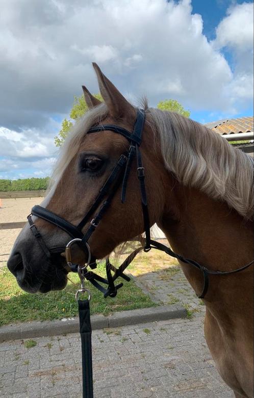 Mooie Haflinger merrie, Dieren en Toebehoren, Paarden, Merrie, Zadelmak, Minder dan 160 cm, Recreatiepaard, Gechipt, Ontwormd