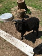 Ouessants Ram lam, Mannelijk, Schaap, 0 tot 2 jaar