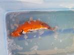 Koi te koop (45cm), Dieren en Toebehoren, Vissen | Vijvervissen, Karper of Koi