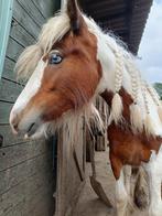 Irish Cob merrie met blauwe ogen, Jument