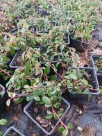 Cotoneaster dammeri of vlakgroeiende dwergmispel, Halfschaduw, Vaste plant, Bodembedekkers, Lente
