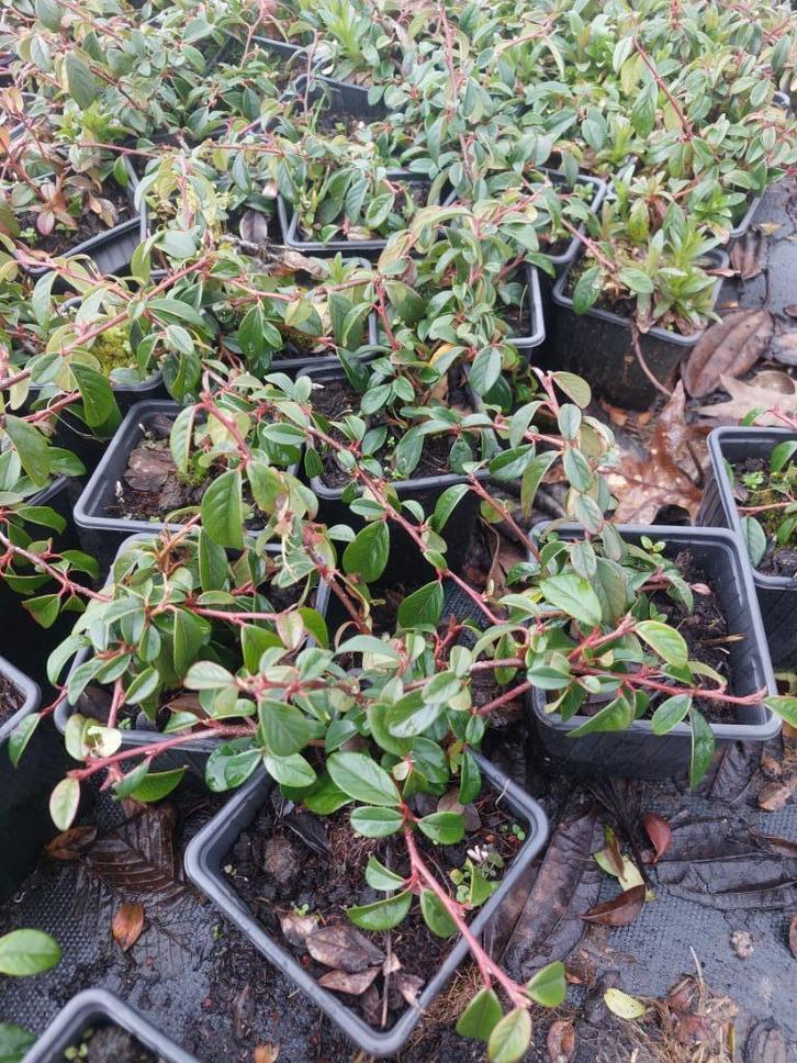 Cotoneaster dammeri of vlakgroeiende dwergmispel, Tuin en Terras, Planten | Tuinplanten, Vaste plant, Bodembedekkers, Halfschaduw