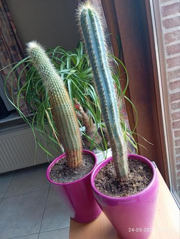 2 cactussen hoogte 45 cm in stenen pot