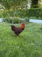 3 jonge haantjes, Dieren en Toebehoren, Pluimvee, Mannelijk, Kip