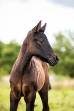 Merrie veulen, Dieren en Toebehoren, Paarden, Merrie, Minder dan 160 cm, 0 tot 2 jaar, Gechipt