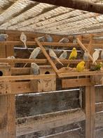 Grasparkieten, Dieren en Toebehoren, Vogels | Parkieten en Papegaaien, Meerdere dieren, Parkiet