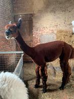 Alpaca ruin, Dieren en Toebehoren, Overige Dieren, Januari, Mannelijk