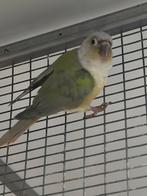 Molinae, Dieren en Toebehoren, Meerdere dieren, Parkiet, Geringd